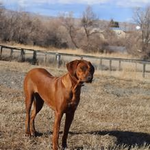 Beck Lake Bark Park photo 2